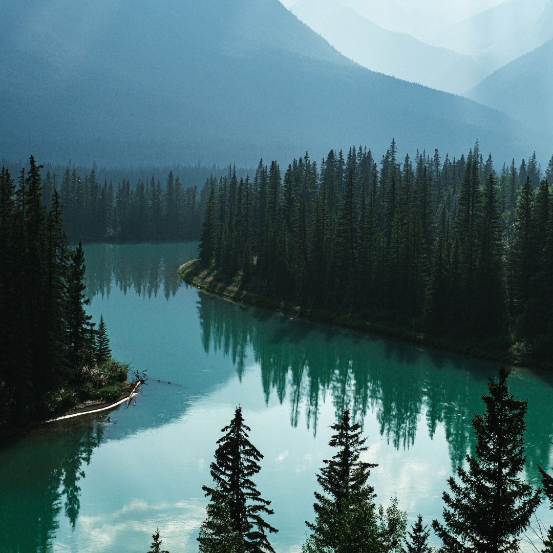 River through trees. Pine & Palm Home - Climate Neutral Certified, and 1% for the Planet Member. 